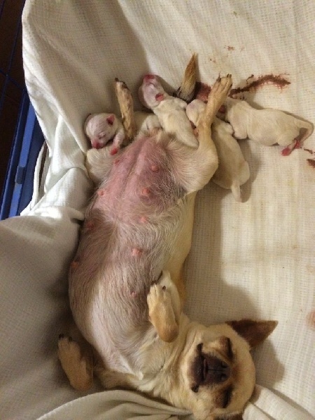 Autana's Dream - Chihuahua - Portée née le 04/04/2014