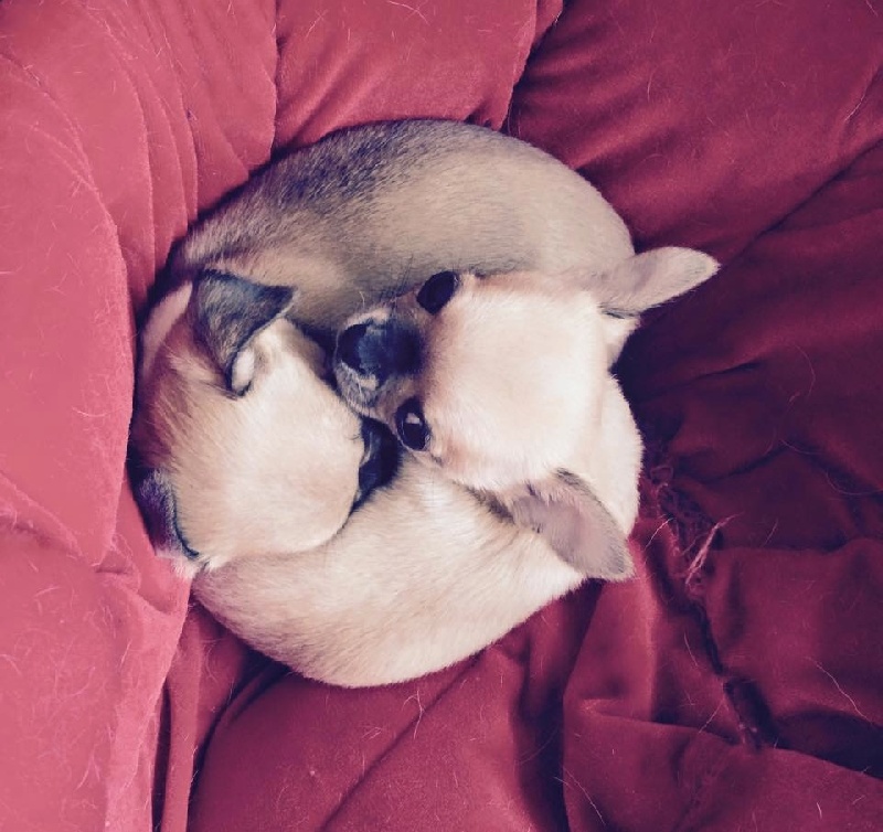 Autana's Dream - Chihuahua - Portée née le 18/01/2015