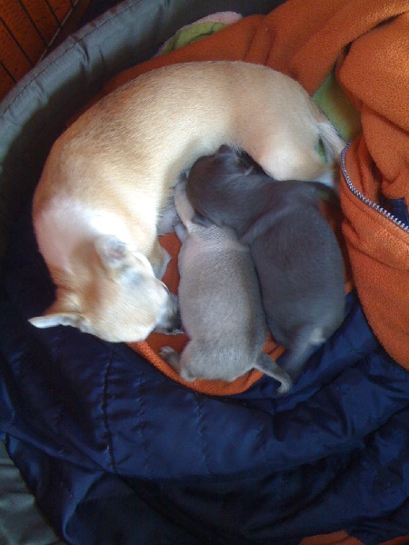 Autana's Dream - Chihuahua - Portée née le 28/04/2010