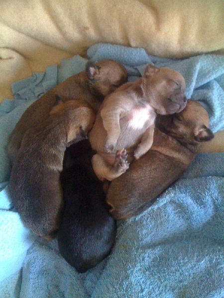 Autana's Dream - Chihuahua - Portée née le 16/06/2011