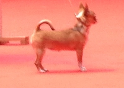 Autana's Dream - AUTANA'S DREAM HALLACA PICANTE DEBUT CLASSE PUPPY BOURGES 2013