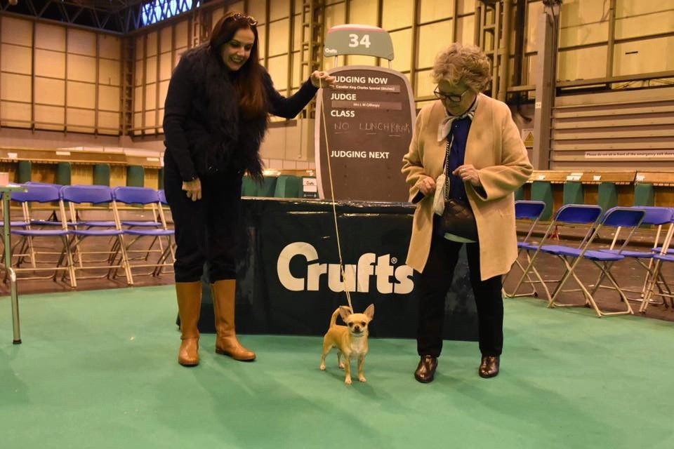 Autana's Dream L'il LOBO 2016-2017 CRUFTS qualified